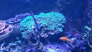 xxl Stylophora, Meerwasser, Aquarium, Korallen, Korallenableger 