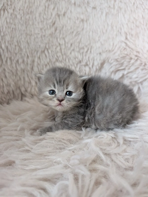 Britisch Langhaar Kitten 