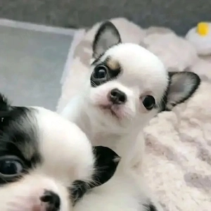 Hochwertige Chihuahua-Welpen 