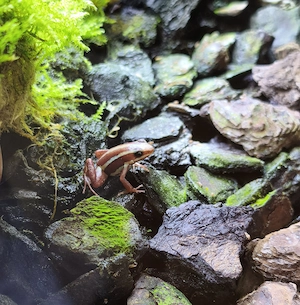 Epipedobates Anthonyi Nachzucht