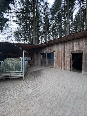 Offenstallplatz in Wallachgruppe