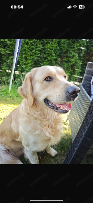 Golden Retriever 3 Jahre rüde 