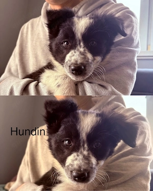 Border collie welpe die Abstammung