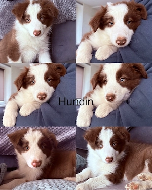 Border collie welpe