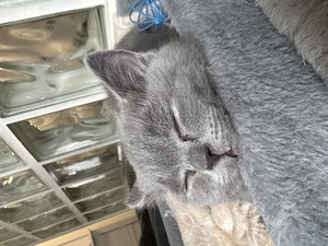 Eine charmante BKH-Kitten suchen ein liebevolles Zuhause Bild 2