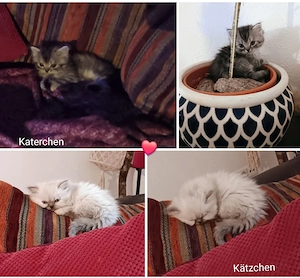 Perser Mix Kätzchen 