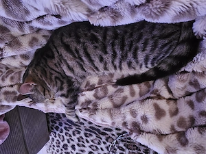 Katzen Babys Abzugeb ab Ende Mai