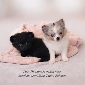 Exklusive Pomchi Chihuahua x Pomeranian welpen 