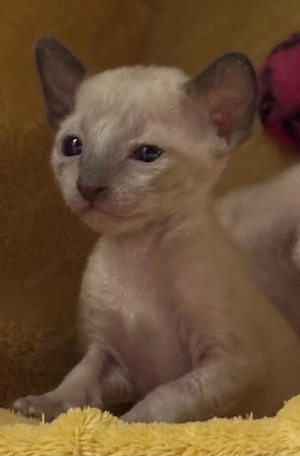 Cornish Rex Kätzchen 