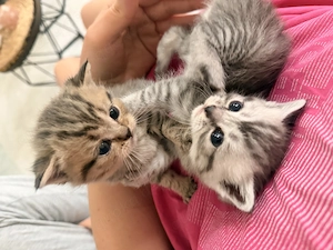 Vier süße Britisch Kurzhaar Kätzchen   geboren am 5. März 