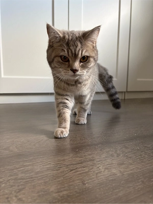 Katzengeschwister suchen ein liebevolles Zuhause