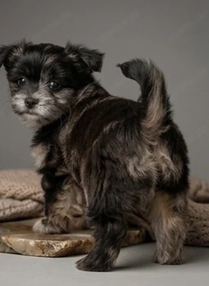 Traumhafte Malchipoo Welpen aus liebevoller Familienaufzucht