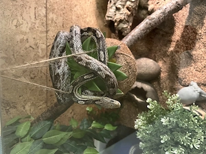 Männliche Kornnatter silver 2012