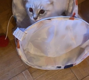 Bengale BKH mix Kitten