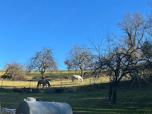 Offenstallplatz in Wallachgruppe