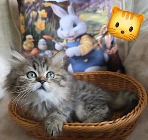 Ragdoll Kitten Kater sofort abzugeben 