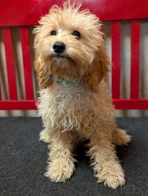 Süße und liebe Cockapoo Cockerpoo Welpen