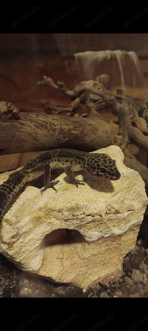 Leopardgecko als haustier 