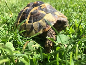 griechische Landschildkröte