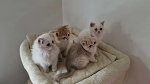 BKH   BLH Kitten suche neues Zuhause