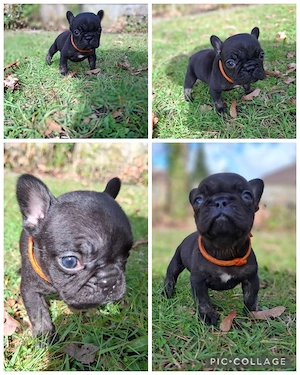 französische Bulldoggen Welpen