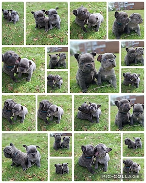 französische Bulldoggen Welpen