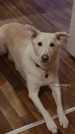 Weißer Schäferhund Mix abzugeben 