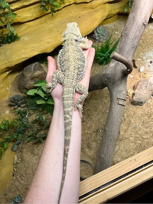 männliche Bartagme zu verkaufen 