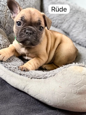 6 wunderschöne französische Bulldoggen 