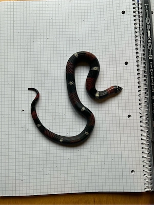 Hakennasennatter Xenodon pulcher