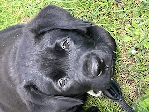 Labrador Welpe in gute Hände abzugeben 