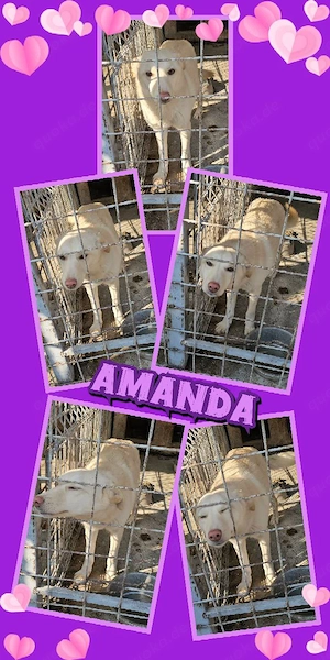 junge, ,bildhübsche Hündin "Amanda" sucht ein liebevolles Zuhause 