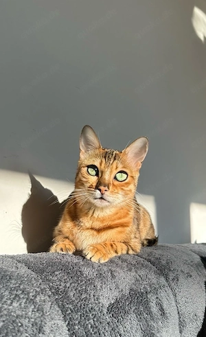 Wunderschöne Bengal-Katze  Akira  sucht liebevolles Zuhause 