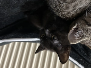 Siam BKH Mix Kitten zu verkaufen 