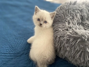 Suche BKH blue point Kitten