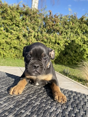 Alternativ Bulldogge OEB Französische Bulldogge 
