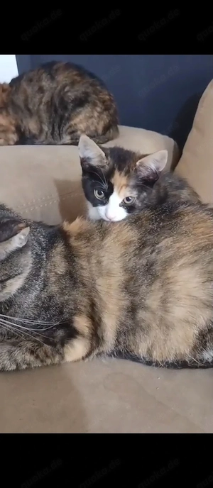 Glückskatze 4 monate alt abzugeben 