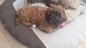 Shihpoo - Shih Tzu x Pudel Maltipoo - Maltipoo