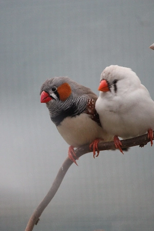 Zebrafinken abzugeben 