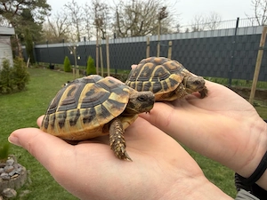 2 Griechische Landschildkröten, 2,5 Jahre alt inkl. Cites und Gehege