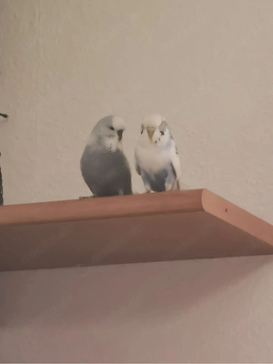 Verkaufe Wellensittich Paar.