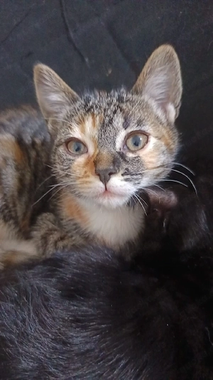 Junge Glückskatze (weiblich) abzugeben wegen Umzug