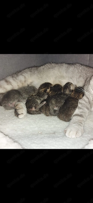5 süße BKH Kitten 