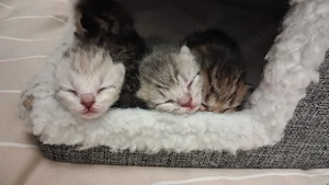 5 süße BKH Kitten  Bild 4