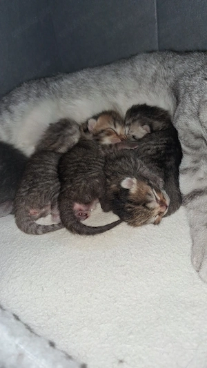 5 süße BKH Kitten  Bild 2