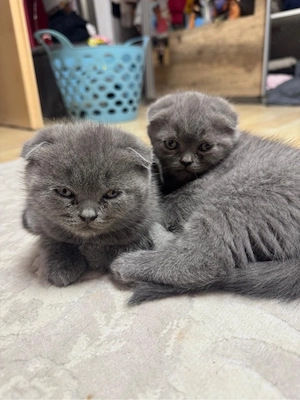 Gesunde, verspielte Kitten   bereit zum Kuscheln     