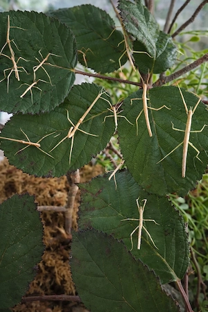 50 ct ! Gesunde Annam Stabschrecken