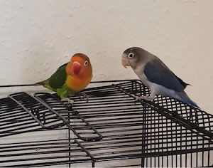 Verkaufe Pfirsich köpfchen 