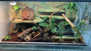 Rotaugen Buschkrokodil mit Terrarium und Technik