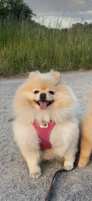 Zwergspitz Pomeranian Mama und Welpe
